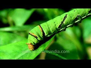 Caterpillar of a butterfly in Delhi