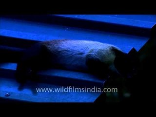 Yellow-throated Marten taking nap