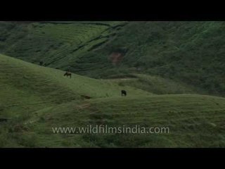 Rolling green hills and tea plantations - Munnar