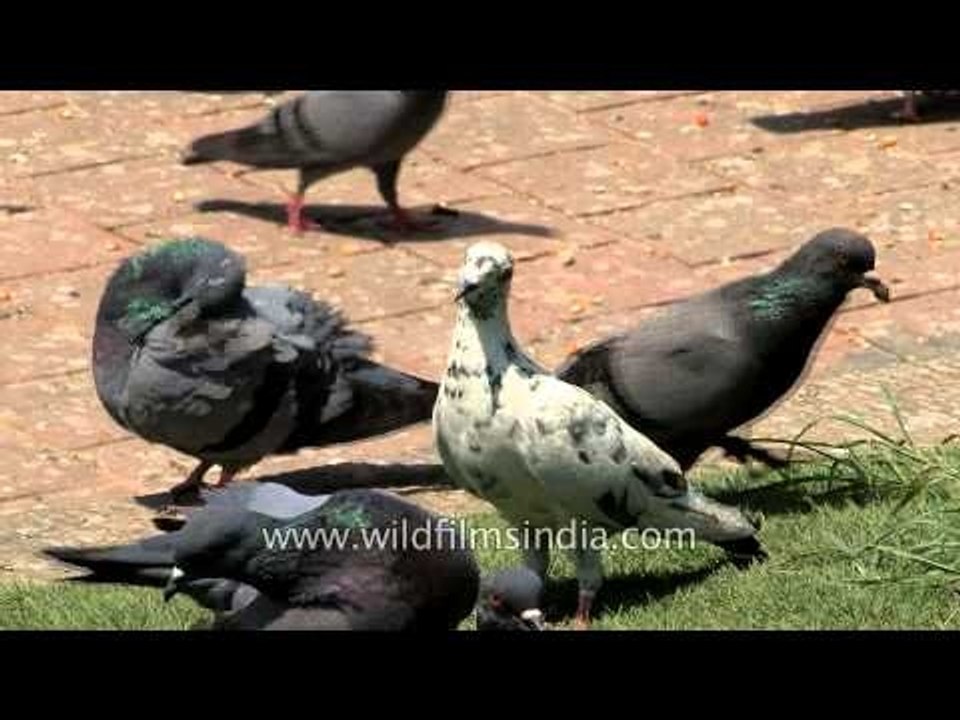 Pigeons near Pashupatinath Temple