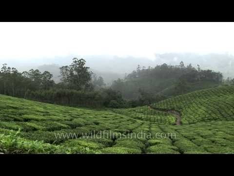 Vast stretch of tea plantations in Kerala