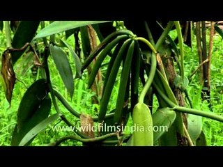 Vanilla - the most popular flavour