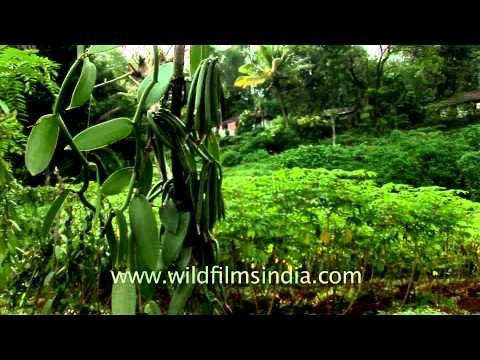 Vanilla Plantation in Southern India