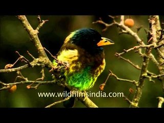 Dumpy little Hill Barbet or piao