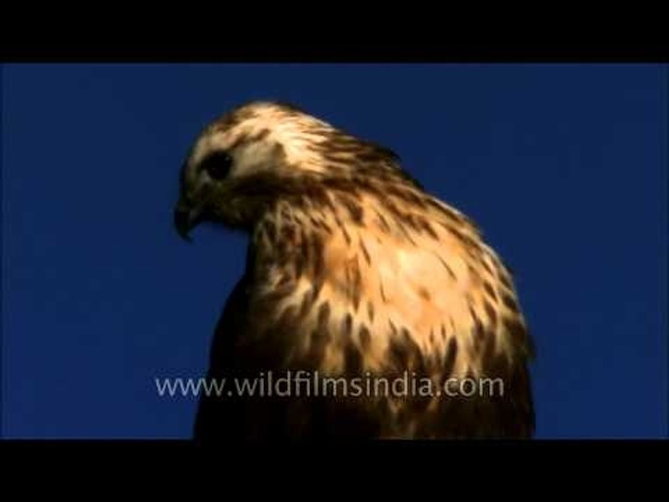 Common Buzzard seen in Uttarakhand!
