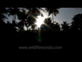 Sun rays passing through the trees : on the way to Thiruvanathapuram