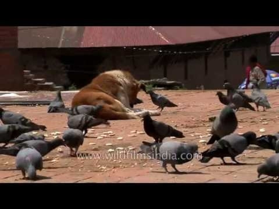 Cows and pigeons at Pashupatinath Temple in Nepal
