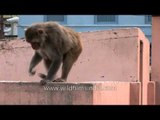 Monkey business - watch the antics of this monkey