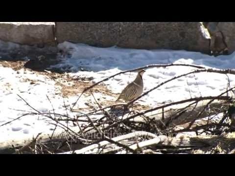 Chukor partridge in the high altitude of Ladakh, in winter