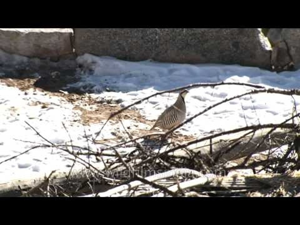 Chukar Partridge in Ladakh