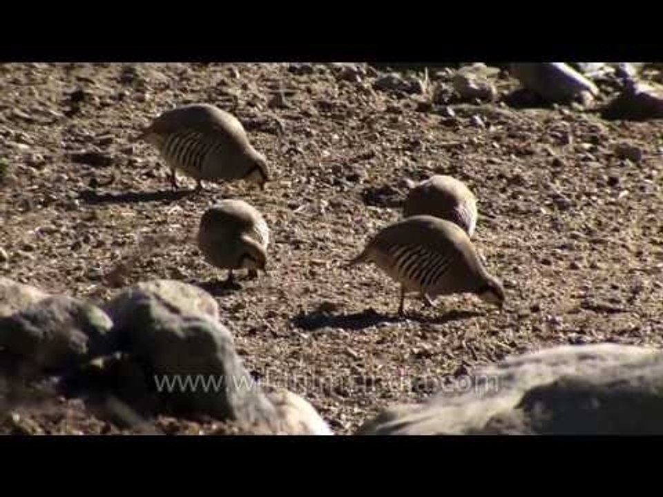 Chukor Partridges in Ladakh