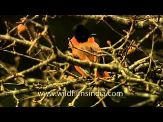 A Black-capped Sibia in the mountains of North India