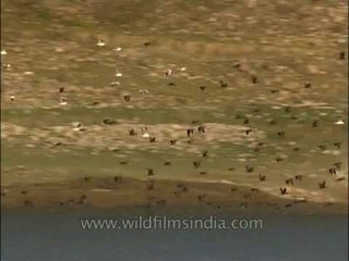 Cormorants by the hundreds, at Pong Dam