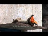 Monkey antics - playing peek-a-boo with a  saffron cloth