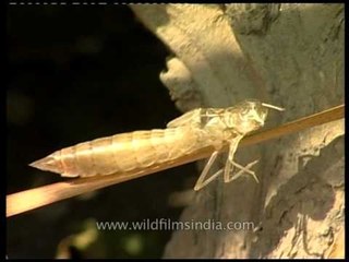 DVD220-inscect-dragonfly