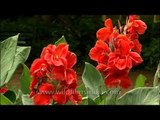 Species of flora at Lalbagh Botanical garden, Bangalore