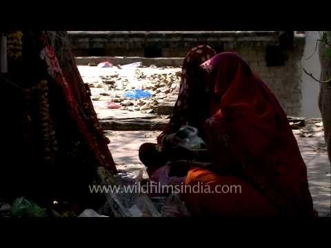 Hindu devotees worship under Ficus tree: an old tradition