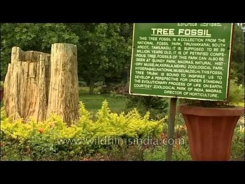 20 million years old tree fossil at Lalbagh botanical garden, Bengaluru