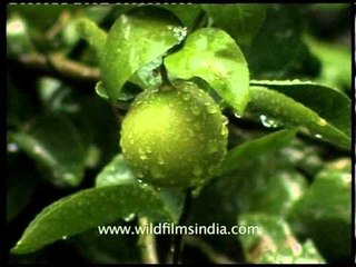 A shower refreshes nature