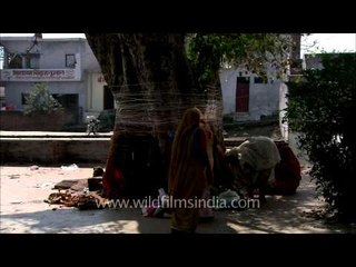 Tree Worship: An Old Tradition!