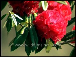 A garden with tall Rhododendrons