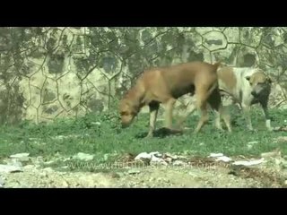 Dogs peeing on grasses