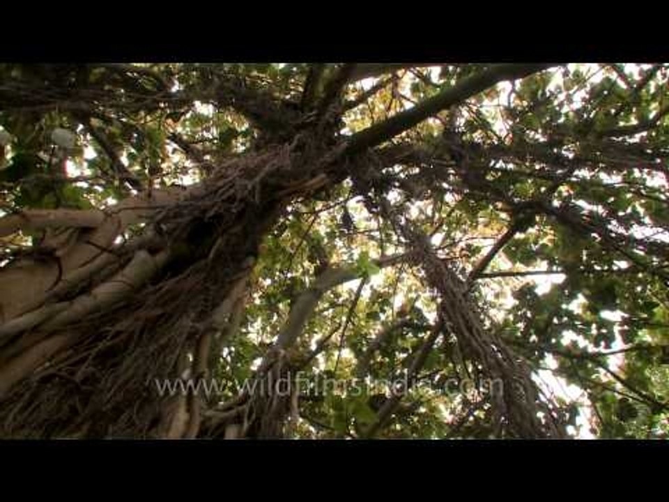 The cool shade of a large Banyan Tree on a hot summer day