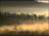 River mist of the Ramganga at Corbett National Park