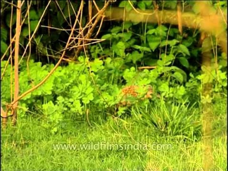 Grey Partridge (Francolinus pondicerianus)