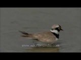 Little Ringed Plover on the banks of the Ganga