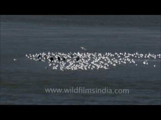 Flock of birds above water at Sangam, Allahabad