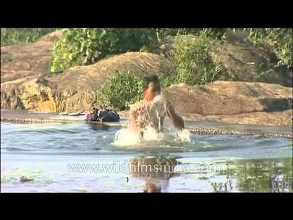 Young boy bathing in Thirparappu river
