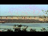 Pilgrims crossing pontoon brige over Sangam during Maha Kumbh