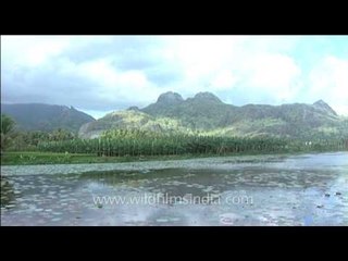 Palm trees in South India : time lapse