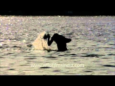 Naga Babas bathe in the Ganges, Varanasi