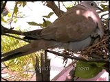 Ring Dove feeding its chicks