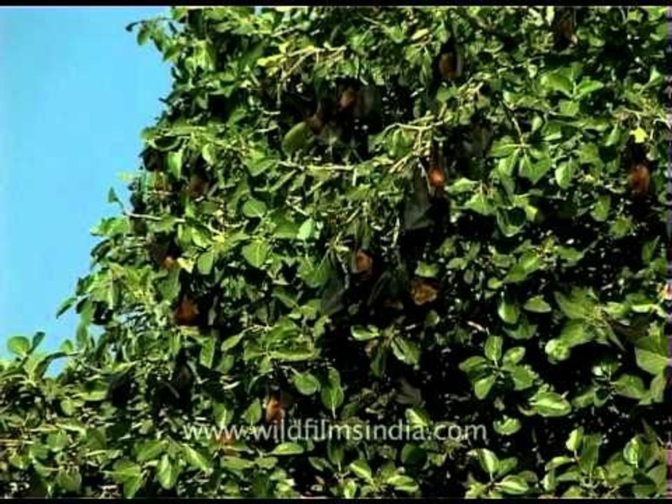 Bats hanging on a tree