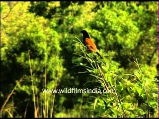 Coucal or Crow Pheasant