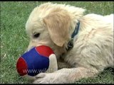 Golden Retriever puppy with its ball, in the garden