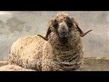 Wool on four legs - a big sheep