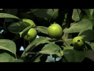 Pear and apple trees bearing fruit in the heart of New Delhi city