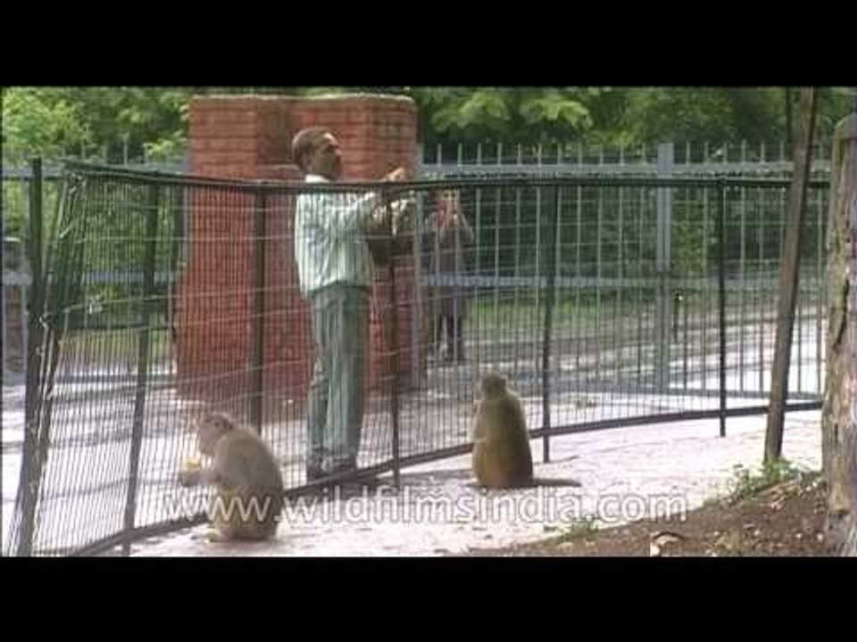 Man feeding macaques