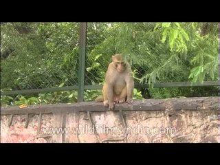 Monkeys: Our ancestors
