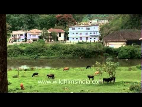 Herd of healthy Indian cattle grazing in Munnar grassland