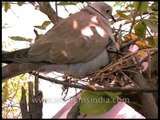 Barbary Dove feeding its chicks