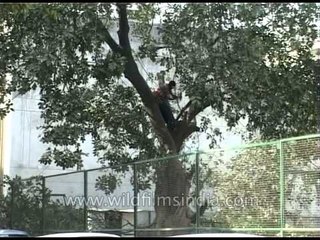 New Delhi city cuts its trees for development and construction