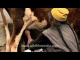 Woman milking cow by hand