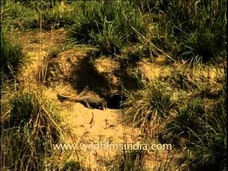 The Common Indian Monitor Lizard or the Bengal monitor coming out of its hole in the ground.