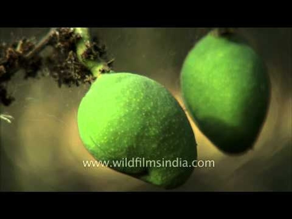 Mangos in the process of ripening on the tree