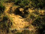 Monitor lizard in hole